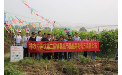 桑椹滿枝頭，采摘正當(dāng)時(shí)- 神農(nóng)中醫(yī)館鮮桑椹合作基地采摘紀(jì)實(shí)